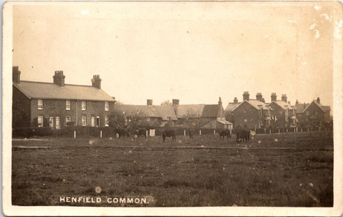 Henfield common cows - henfield, grazing