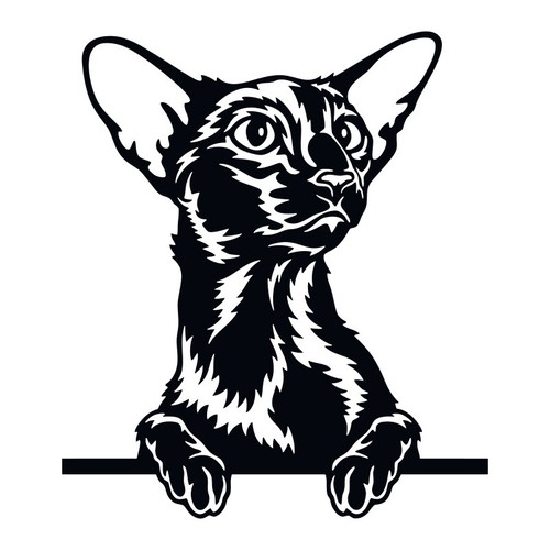 Oriental shorthair cat peeking - shorthair,