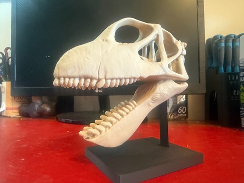 Mamenchisaurus skull replica - mamenchisaurus,