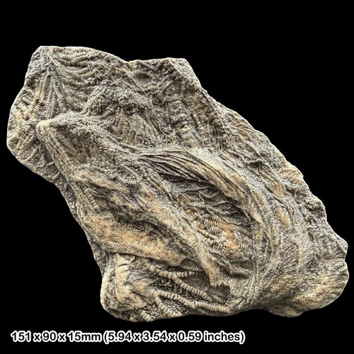 Pentacrinites crinoid fossil - crinoid,