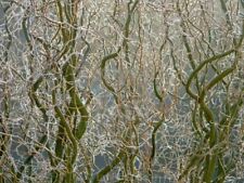 3 x  - Corkscrew Willow Cuttings-  Salix Tortuosa - Twisted Willow -20-30cm