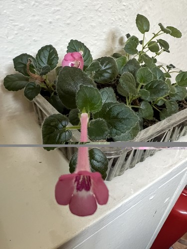 Minisiningia hybrid bare - , root