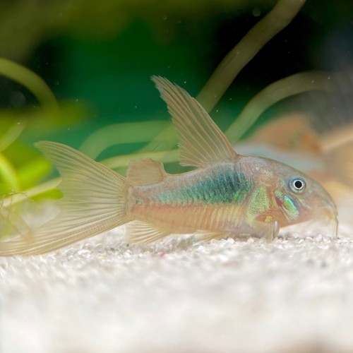 10x longfin bronze corydoras - 10x,