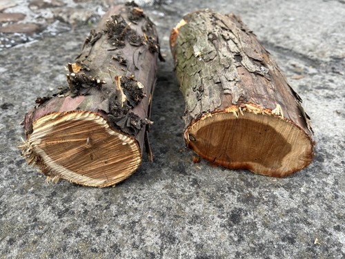 Yew wood logs - 2,