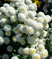 1700x Dwarf Snowball Flower Seeds - Tanacetum Parthenium – Double White Flower