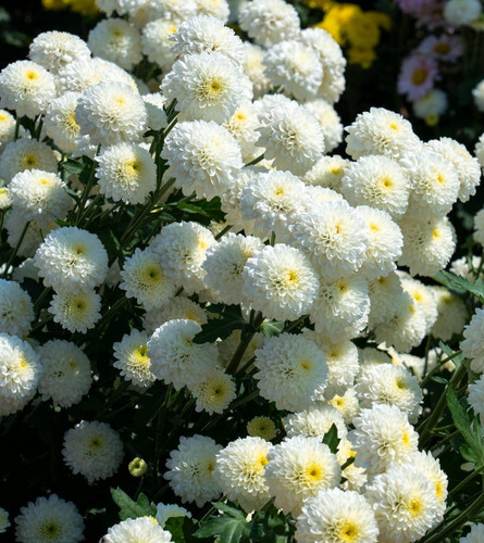 1700x dwarf snowball flower - 1700x,