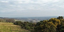 Photo 6x4 Gorse bushes at the