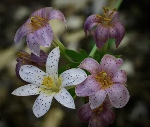 Redwood lily lilium - x,