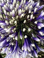 Fireworks Agapanthus 2 Years Old In 9cm Pot Lily Of The Nile Limited in stock