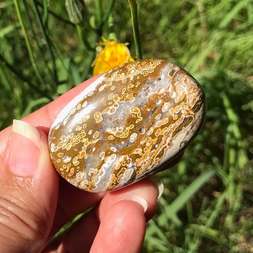 Ocean jasper orbicular - orbicular, old