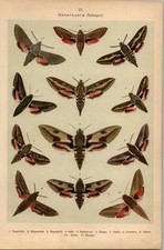 Lithographie - Schmetterlinge