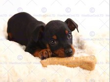 MP PHOTOGRAPHY COMPOSITION ANIMAL DOG DOBERMAN TOY PUPPY BONE ART POSTER CC6057