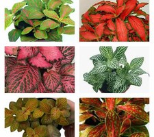 6 Tropical Bare Root Fittonia Plants – Perfect Houseplant Gift