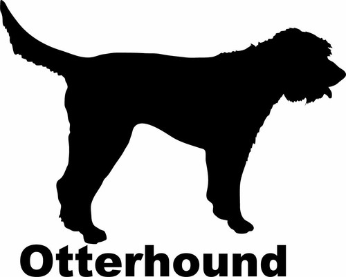 Otterhound
