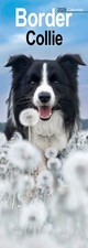 Border Collie 2026 Slim Wall Calendar Official