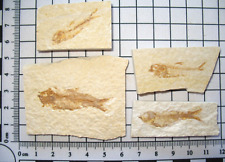 Eocene Green River Shale fish fossil on matrix - Gosiutichthys 1 per bid