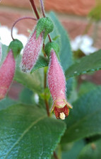 Sinningia sellovii hybrid 10