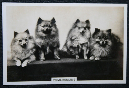 Pomeranian vintage 1939 - ,