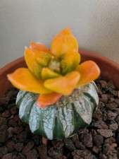 4cm Rare plant Ariocarpus Fis Hybird ' orange  Godzilla' WYSIWYG - grafted