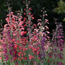 Penstemon barbartus 'Twizzle' - 3 x XLarge garden ready  plug plants - perennial