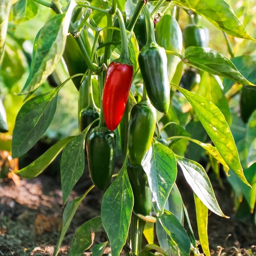 Chilli pepper kitchen jalapeno - pepper,