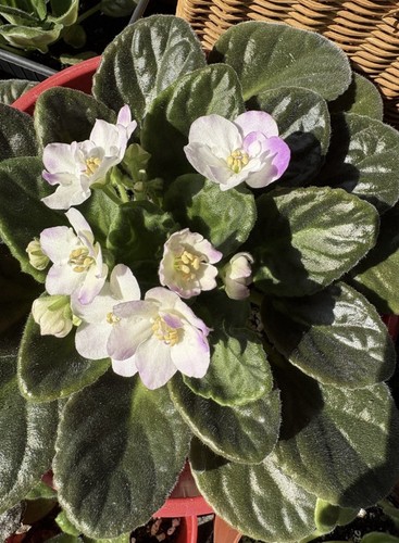Beautiful blush pink double - beautiful,