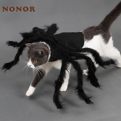 Halloween pet spider costume - pet,