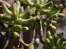 Sedum pachyphyllum- 9cm pot-