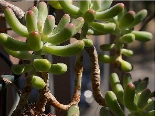Sedum pachyphyllum 9cm pot - pachyphyllum-, pot-