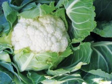 Cauliflower Plug Plants "Grow