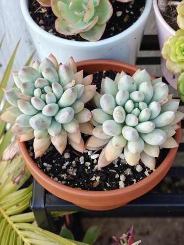 Large echeveria snowy paw - 'snowy, paw'