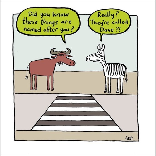 Funny birthday card zebra - birthday,