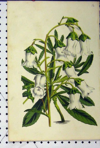 Original old antique print - antique,
