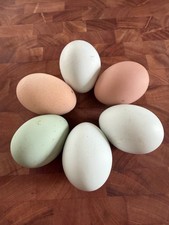 Barnyard Mix Hatching Eggs 10+