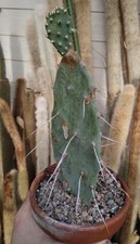 Large Opuntia quimilo Cactus