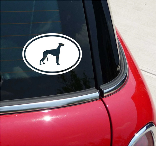 Euro italian greyhound dog - euro,