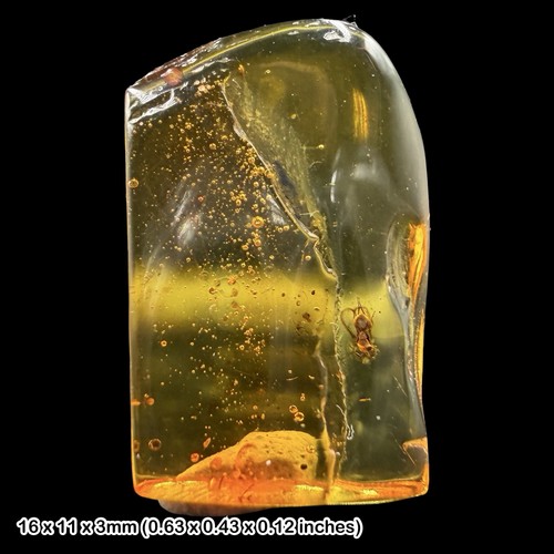 Baltic amber fossil - amber, wasp