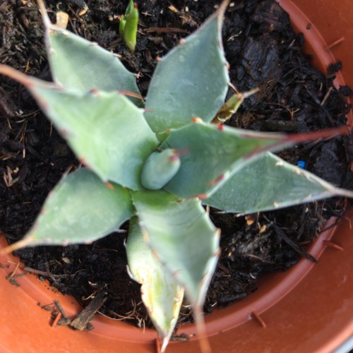 Agave parryi superb - agave, parryi.