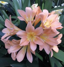 Clivia miniata Pink Germinated