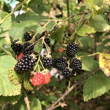 5 Southern Wild Blackberry