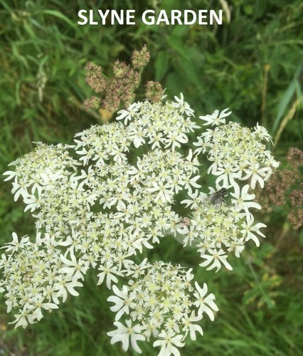 Cow parsley white - white, flower