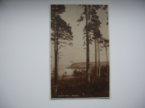 Arran postcard pines - arran,