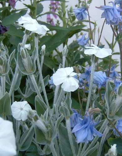 White rose campion lychnis - rose,