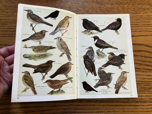 Pocket guide british birds - pocket,