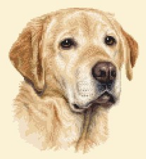 YELLOW LABRADOR RETRIEVER dog