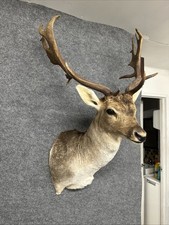 Fallow Deer Buck Taxidermy