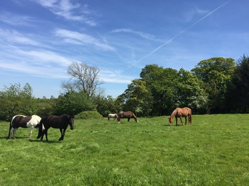 Photo 12x8 horses grazing - photo,