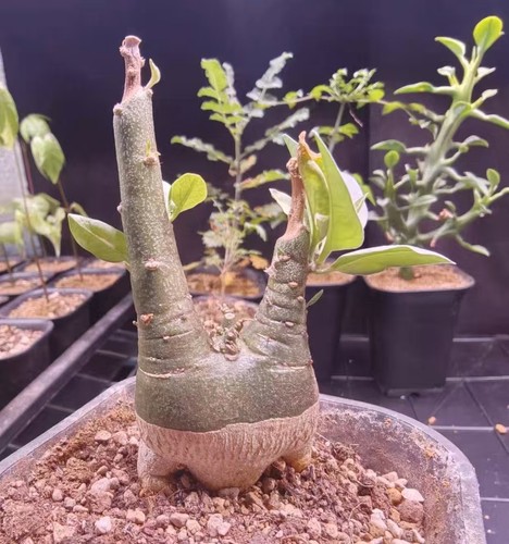 Adenia pechuelii wysiwyg - adenia,