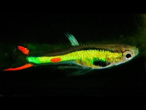 Rare poecilia wingei lime - rare, "lime