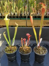Sarracenia collection